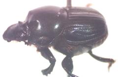 Onthophagus batesi