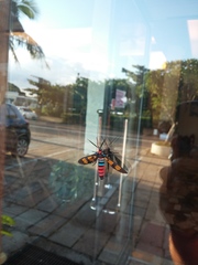 Euchromia elegantissima