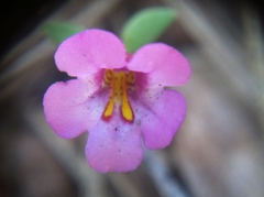 Diplacus torreyi