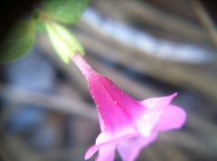 Diplacus torreyi