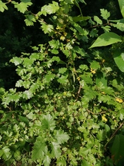 Crataegus