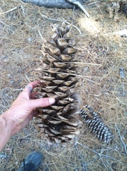 Strobilurus diminutivus