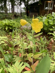 Oenothera pilosella