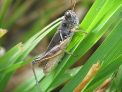 Melanoplus confusus