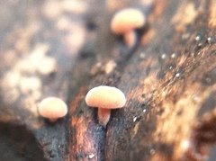 Strobilurus diminutivus