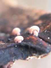 Strobilurus diminutivus