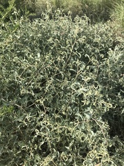 Atriplex acanthocarpa