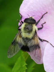 Volucella bombylans