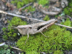 Chloealtis conspersa