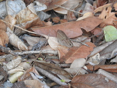 Cissia similis