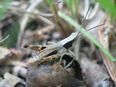 Chloealtis conspersa