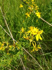 Hypericum perforatum