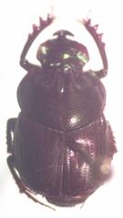 Onthophagus praecellens