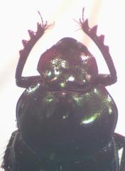 Onthophagus praecellens