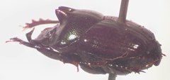 Onthophagus praecellens