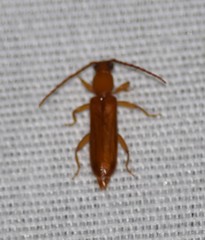 Smodicum cucujiforme