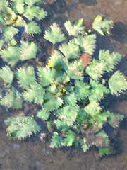 Trapa natans bispinosa