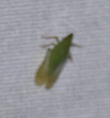 Rhynchomitra microrhina