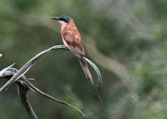 Merops nubicoides
