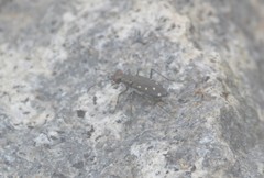 Cicindela ocellata rectilatera
