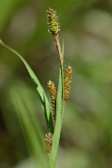 Carex shortiana