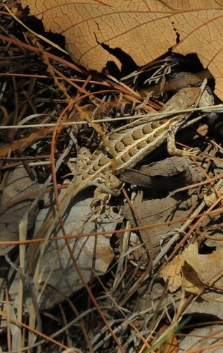 Brown’s Bunchgrass Lizard