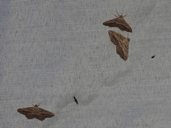 Phalaenophana pyramusalis