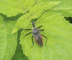 Rhynocoris marginellus
