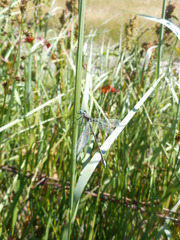 Lestes stultus