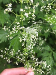 Galium mollugo