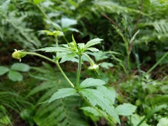Geum laciniatum