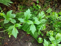 Geum laciniatum
