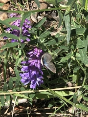 Glaucopsyche lygdamus couperi