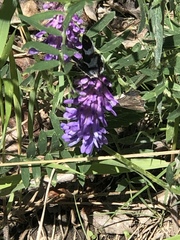 Glaucopsyche lygdamus couperi