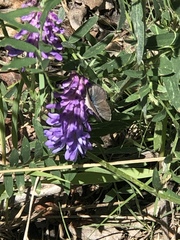 Glaucopsyche lygdamus couperi