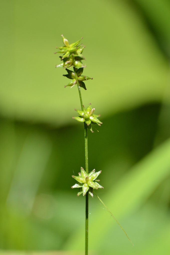 rosy sedge