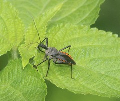Rhynocoris marginellus