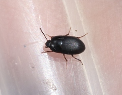 Gondwanocrypticus platensis