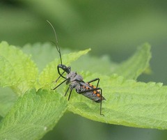 Rhynocoris marginellus