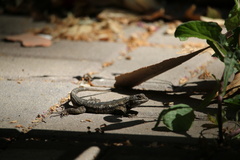 Sceloporus occidentalis