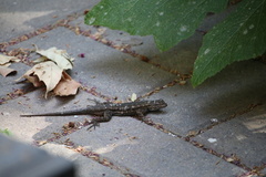 Sceloporus occidentalis