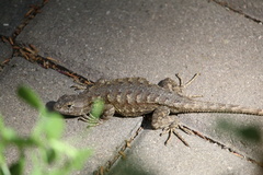 Sceloporus occidentalis
