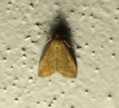 Sitochroa verticalis