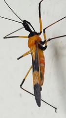 Zelus vespiformis
