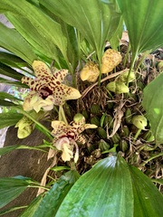 Stanhopea hernandezii