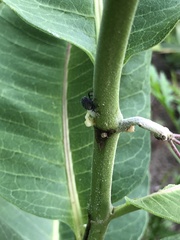 Rhyssomatus lineaticollis