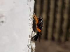 Chalcosyrphus vecors