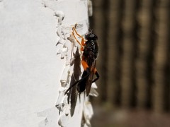 Chalcosyrphus vecors