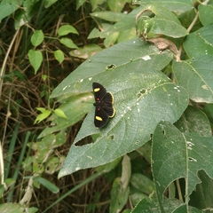 Riodinini