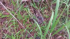 Sistrurus miliarius streckeri